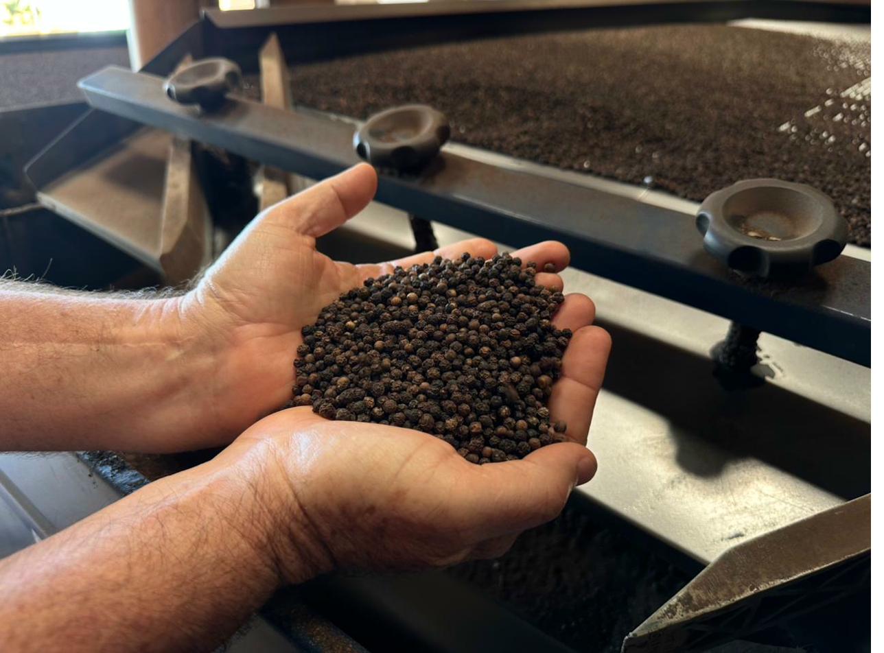 Premium black peppercorns at processing machine