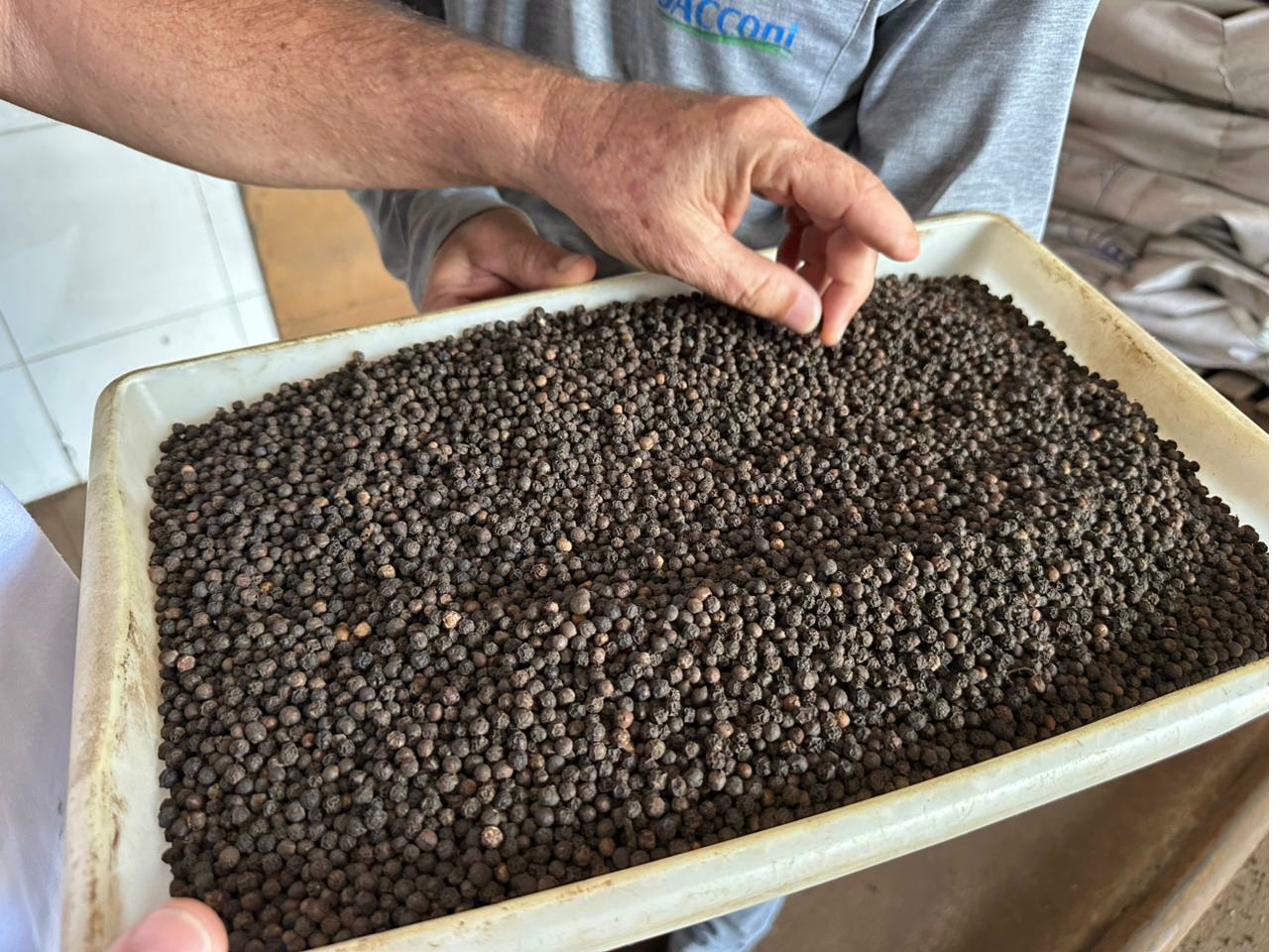 Grade inspection tray — Brazilian black pepper