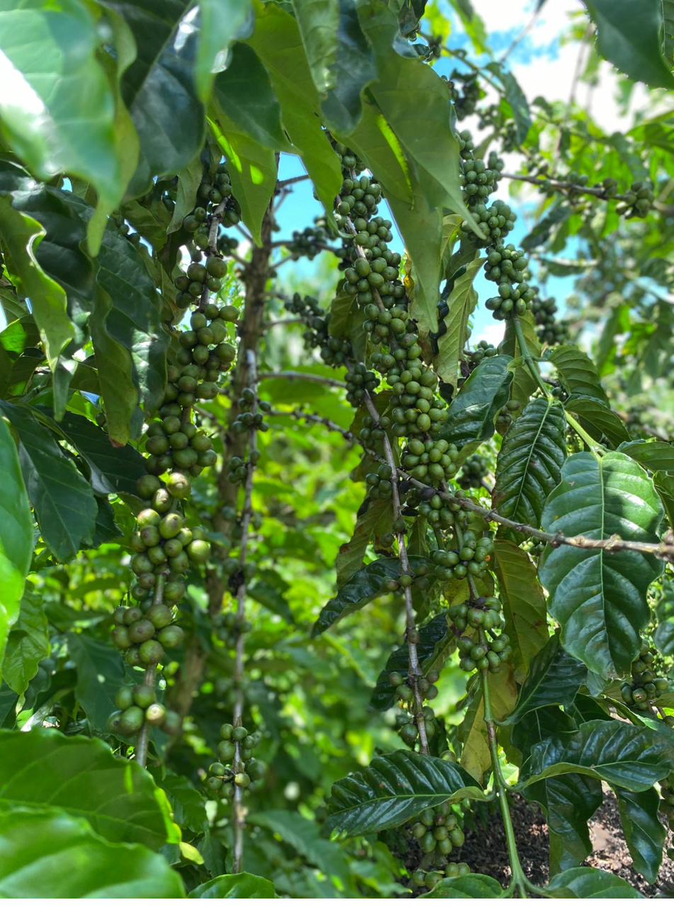 Brazilian coffee cherries on the vine — Espírito Santo