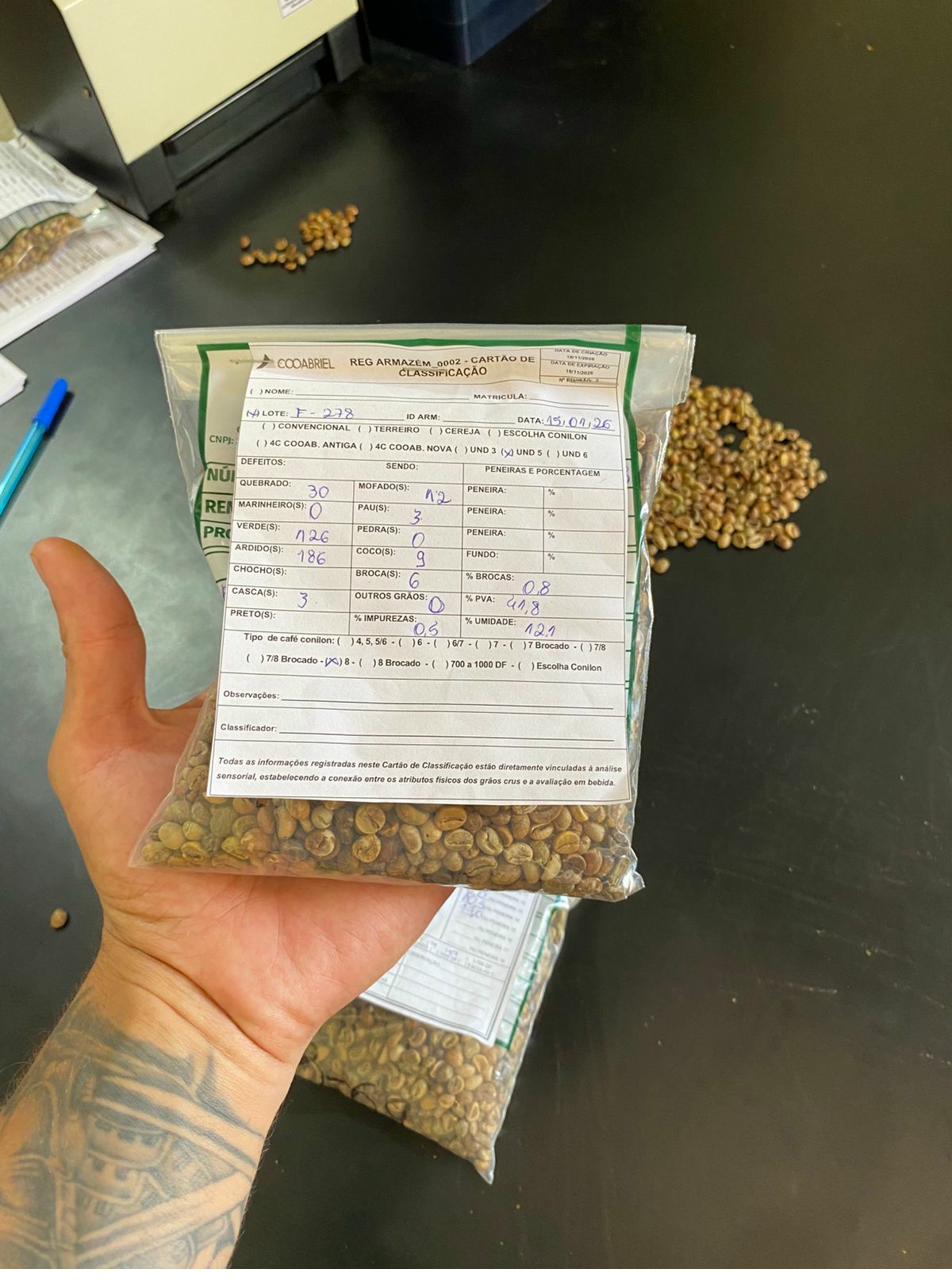 Conilon classification card — current crop, on file