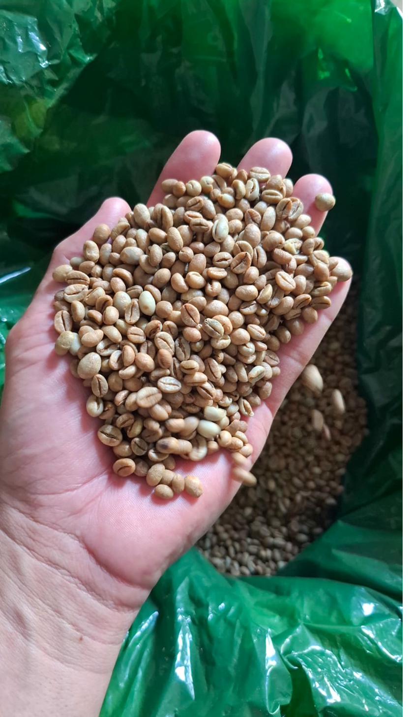 Green Arabica coffee beans in cooperative storage