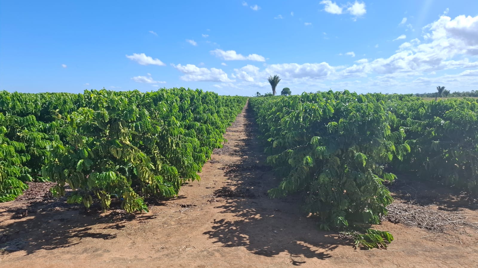 Conilon Robusta coffee bags at cooperative storage