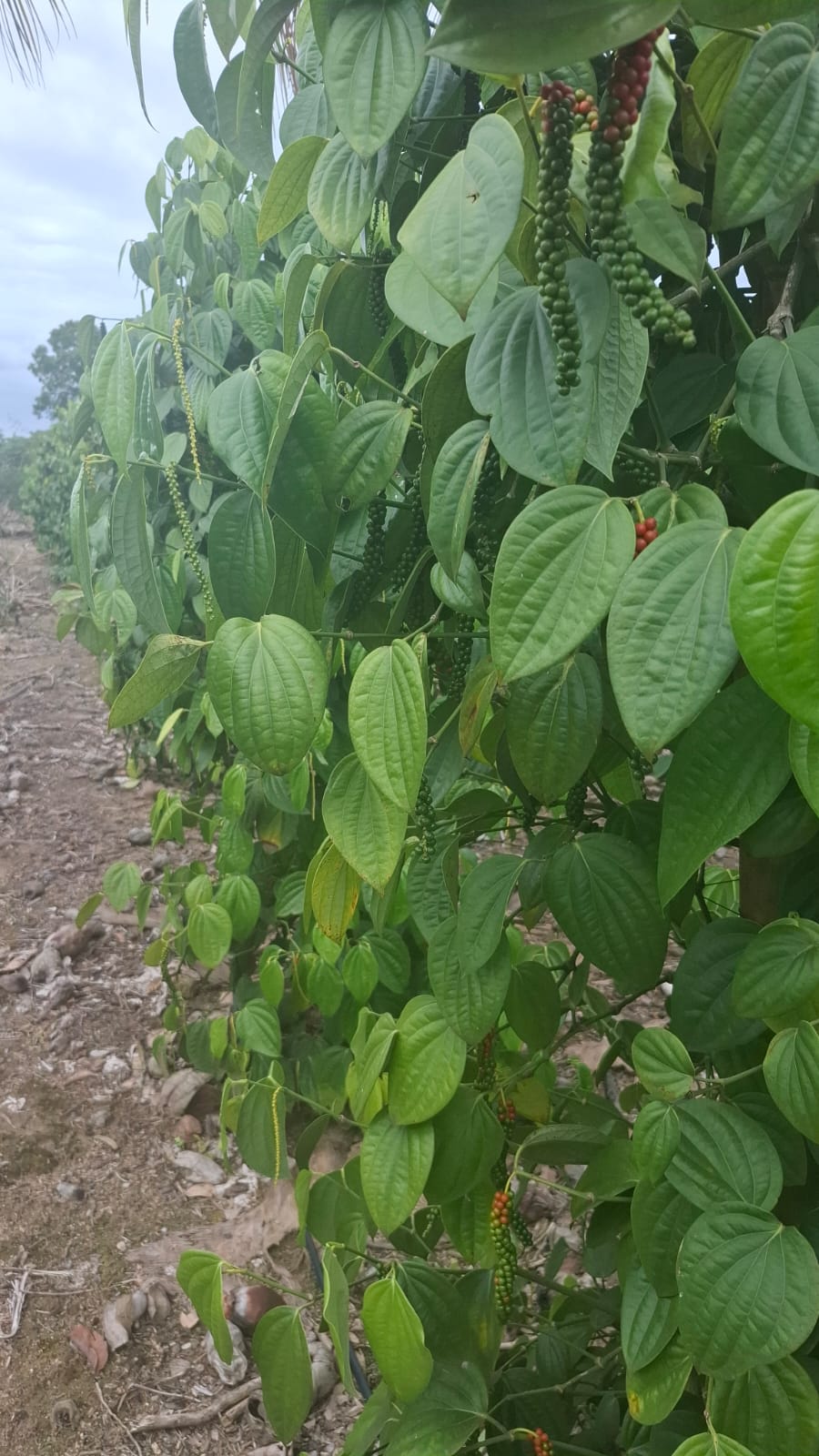 Brazilian black pepper plant — Espírito Santo
